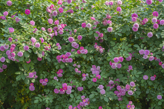 蔷薇花墙