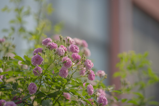 蔷薇花