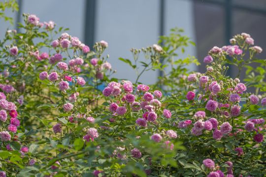 蔷薇花