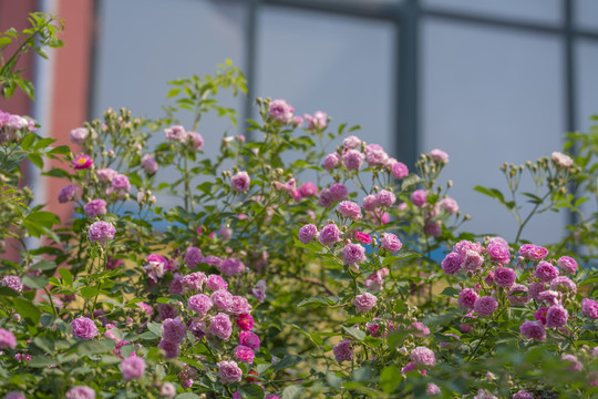 蔷薇花
