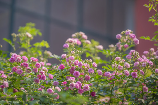 蔷薇花