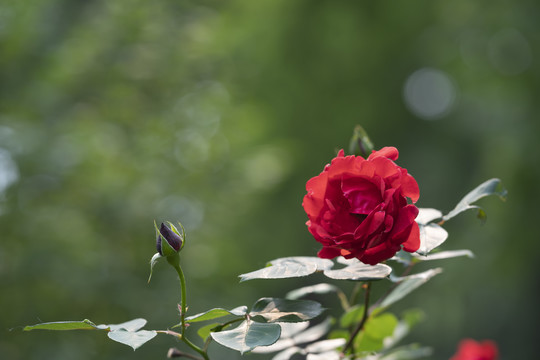 月季花