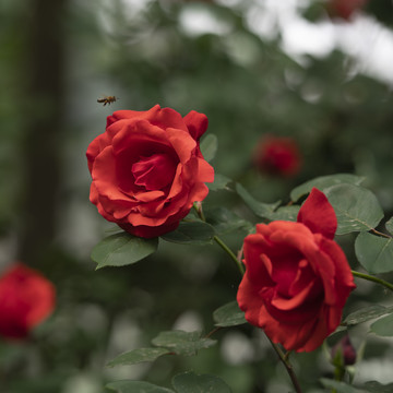 月季花