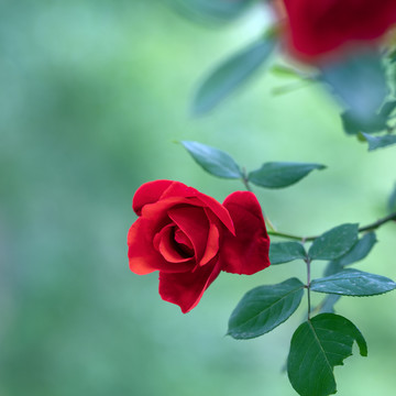 月季花