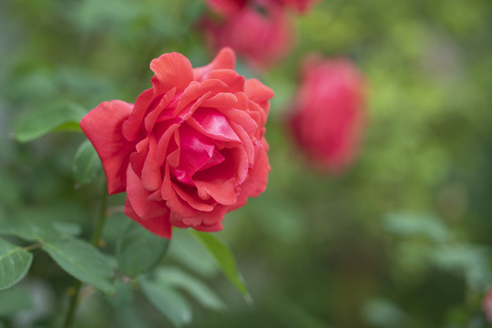 月季花