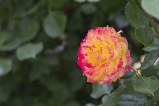月季花