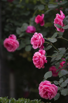 月季花