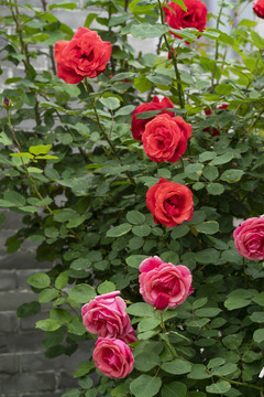 月季花
