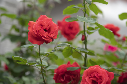 月季花