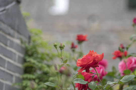 月季花