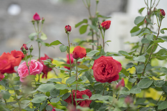 月季花