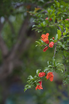 石榴花