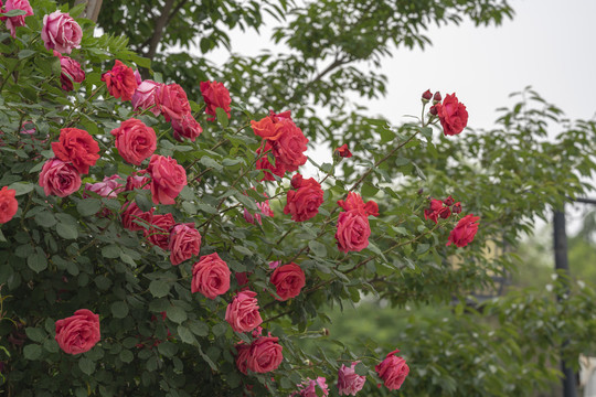 月季花