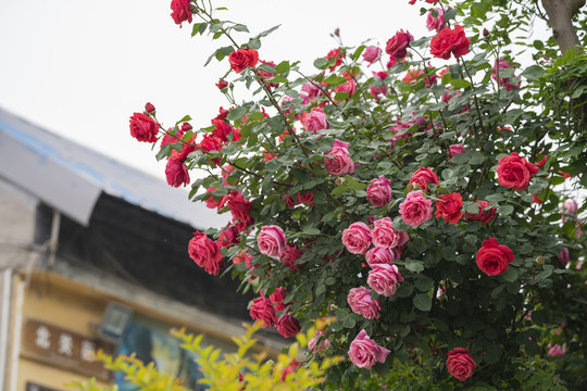 月季花