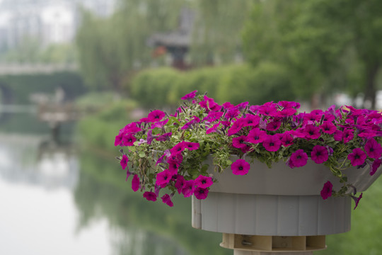 花卉桥栏装饰