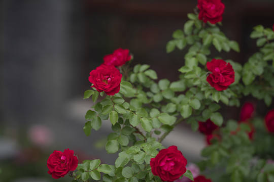 月季花
