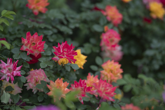 月季花