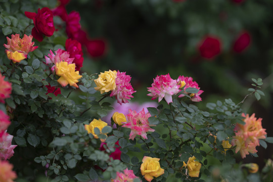 月季花