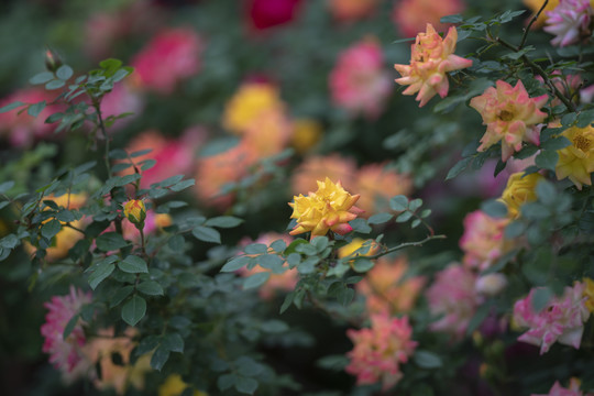 月季花