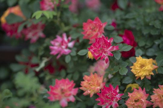 月季花