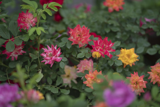 月季花