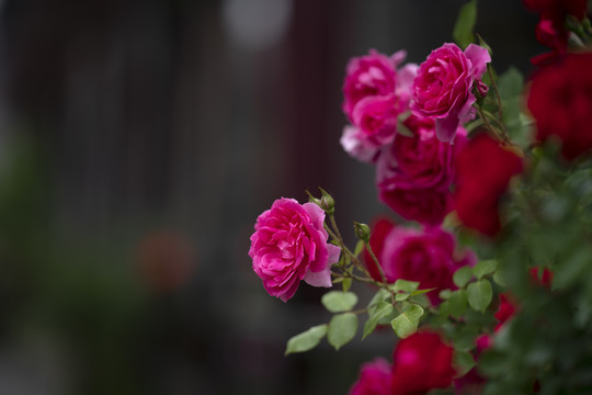 月季花