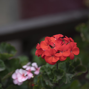 海棠花