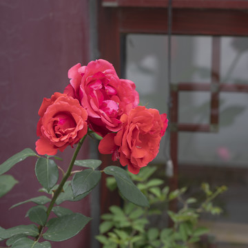 月季花