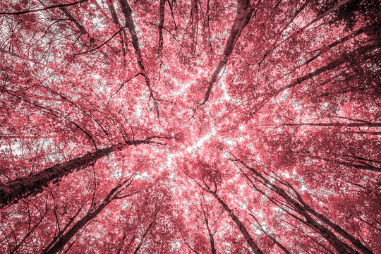 粉红色的树林
