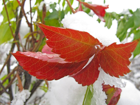 雪压红叶