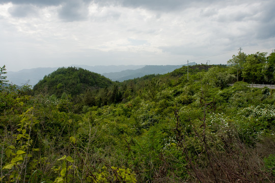 中国中西部山区森林植被