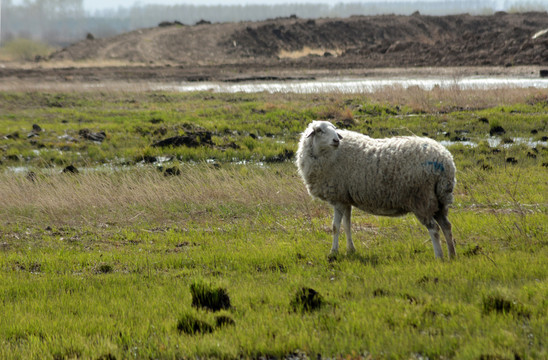 棉羊