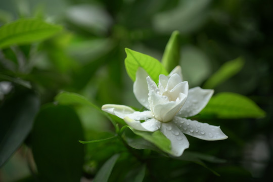 栀子花