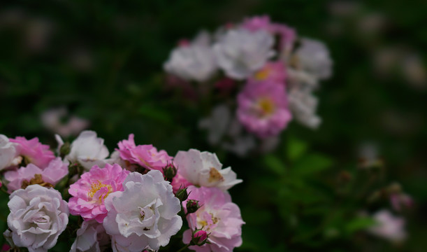 蔷薇花