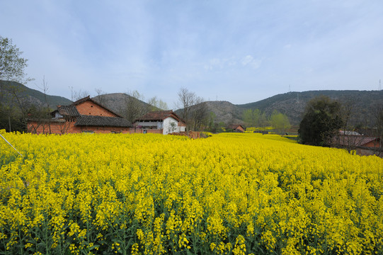 油菜花