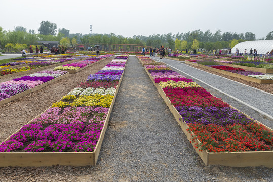 郁金香花海