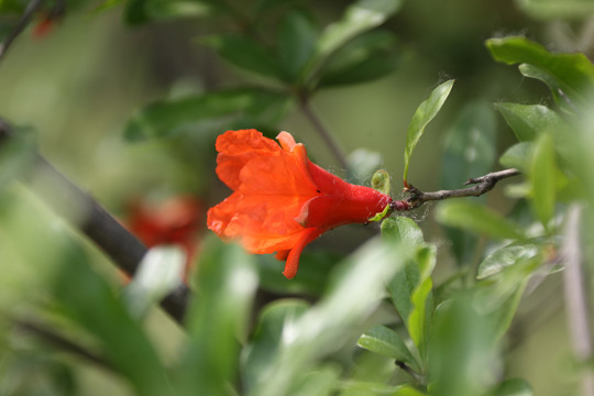 石榴花