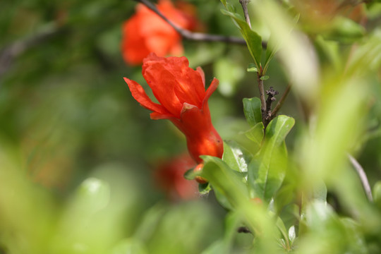 石榴花