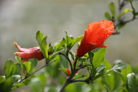 石榴花