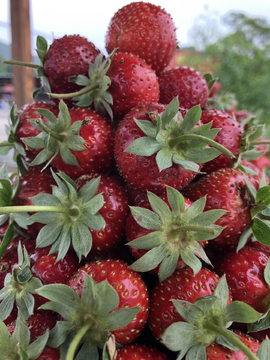 草莓种植收获