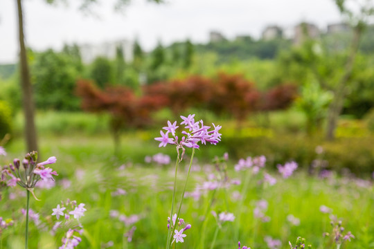 贵阳花溪公园