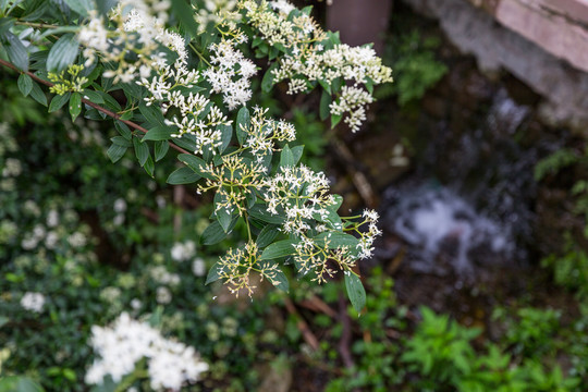 贵阳花溪公园