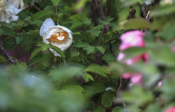 中国山西太原双塔寺牡丹园赏花