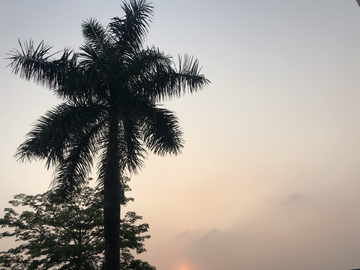 落日椰树