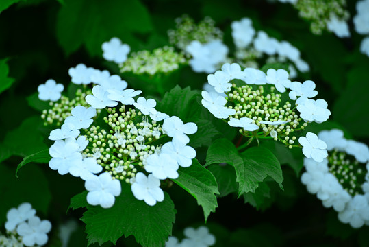 荚蒾花开