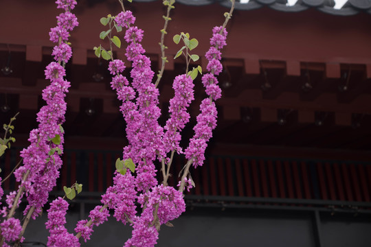 紫花