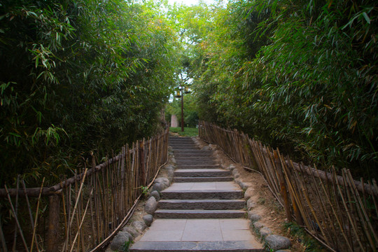 竹林小路