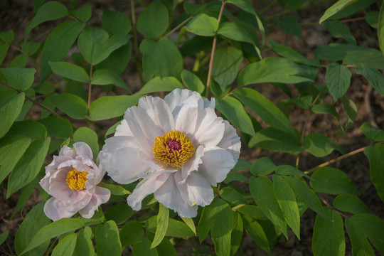 白芍
