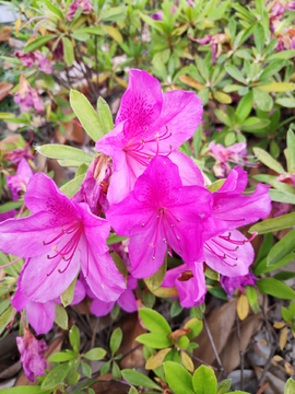 杜鹃花