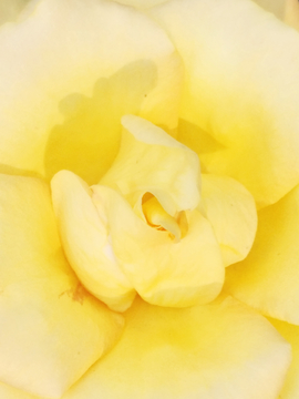 黄色月季月季花心